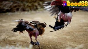 đá gà Good88