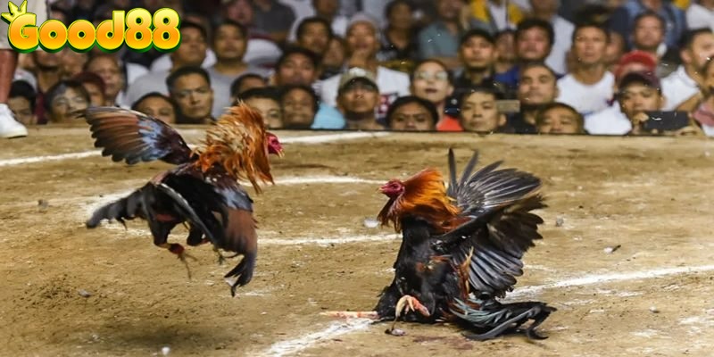 đá gà Wala online