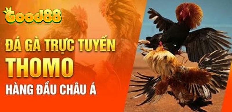 Đá gà Thomo trực tuyến: Lợi ích và kinh nghiệm chơi tại good88 3 đá gà Thomo