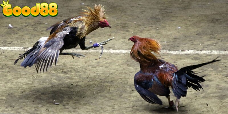 đá gà trực tuyến