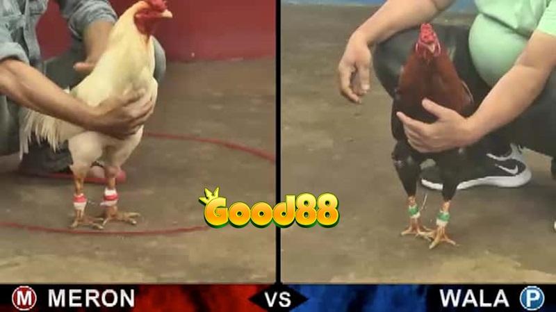 đá gà Wala trực tiếp