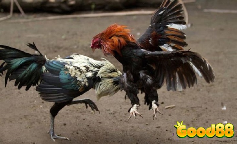 Đá gà Thomo trực tuyến: Lợi ích và kinh nghiệm chơi tại good88 5 đá gà