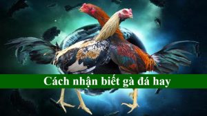 Cách nhận biết gà đá hay: Bí kíp chọn “chiến kê” đỉnh cao khi chơi đá gà tại 89BET 6 Cách nhận biết gà đá hay