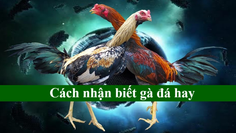 Cách nhận biết gà đá hay