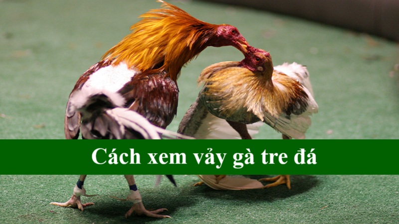 Cách xem vảy gà tre