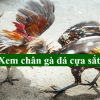 Xem chân gà đá cựa sắt – Bí quyết đánh bại đối thủ tại nhà cái 89BET