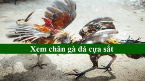Xem chân gà đá cựa sắt – Bí quyết đánh bại đối thủ tại nhà cái 89BET 1 Xem chân gà đá cựa sắt